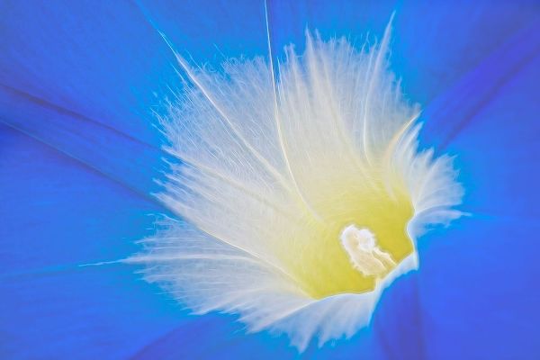 California Detail of morning glory flower